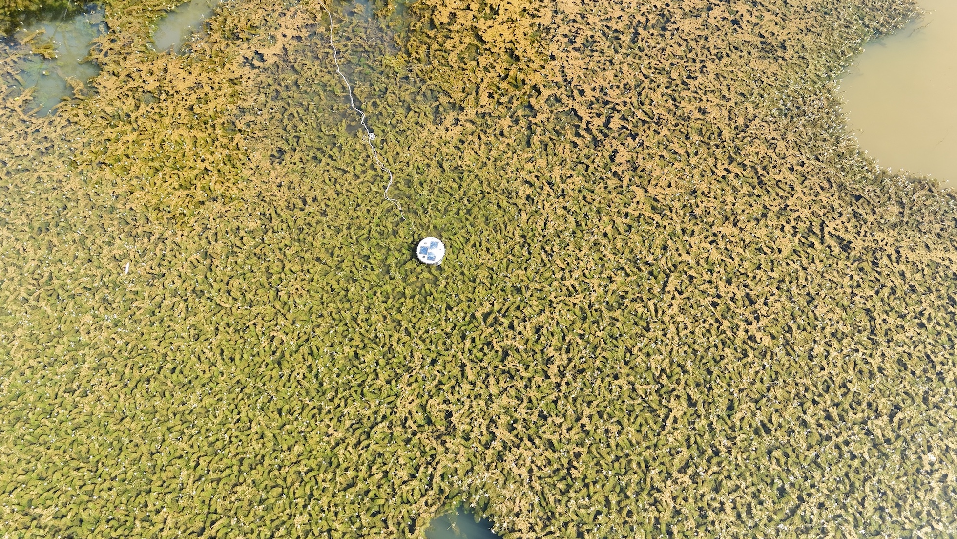 Aerial view of a ChessBuoy deployment